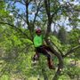 Photo of BG Tree Care