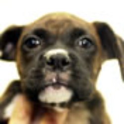 Pet Express