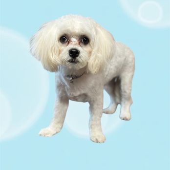 Pampered Paw Spa - Pet Groomers Near Me - Providence Forge, Virginia Pampered Paw Spa - Pet Groomers Near Me - Providence Forge, Virginia