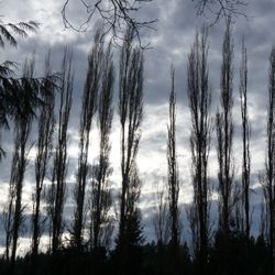 Woodin Creek Park - Beautiful trees and sky