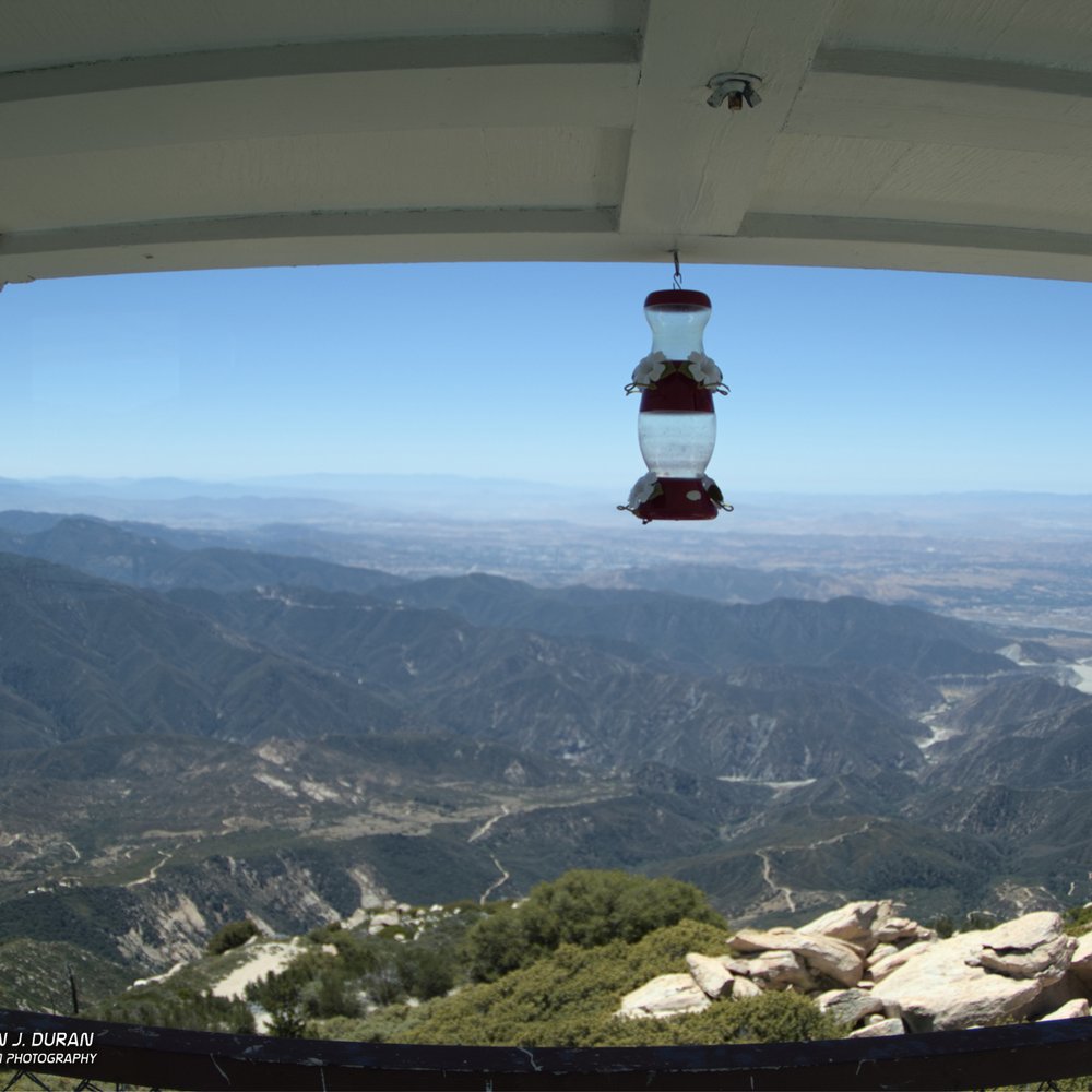 Keller Peak - Hummingbird Feeder at lookout - Hiking Near Me - Big Bear, California Keller Peak - Hummingbird Feeder at lookout - Hiking Near Me - Big Bear, California