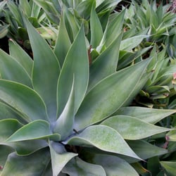 Abeja Nursery - Agave attenuata Fox Tail Agave