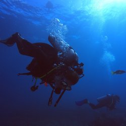 Aqua-Nut Divers