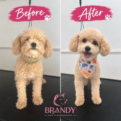 Brandy Dog's Barbershop