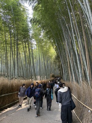 Arashiyama by null