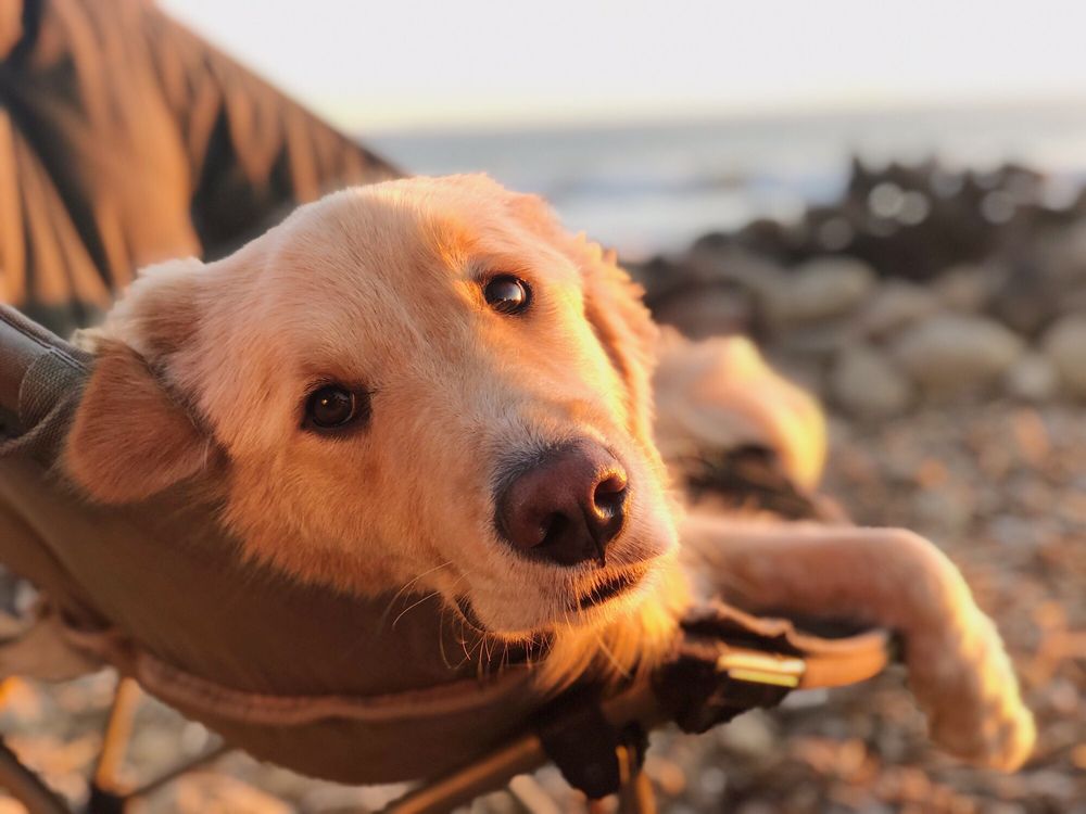 FLUFFY PUP Updated September 2024 14 Photos & 10 Reviews Yorba