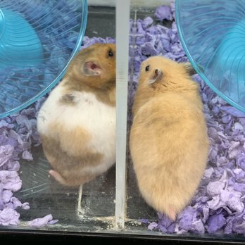 Petco - Pet Stores Near Me - Glendale, California Petco - Pet Stores Near Me - Glendale, California