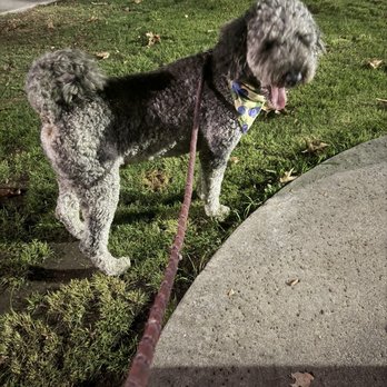 Bobby’s Pet Grooming - Braxton just got groomed!!! - Pet Groomers Near Me - Poway, California Bobby’s Pet Grooming - Braxton just got groomed!!! - Pet Groomers Near Me - Poway, California