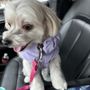 Photo of Rascal's Pet Grooming