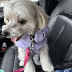 Rascal's Pet Grooming - On way home from her grooming
