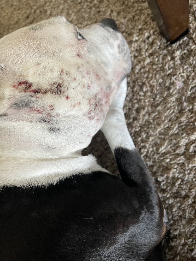 ANIMAL CRACKERS CLIPPER KENNEL 3710 Broadway Extended NE, Moses Lake