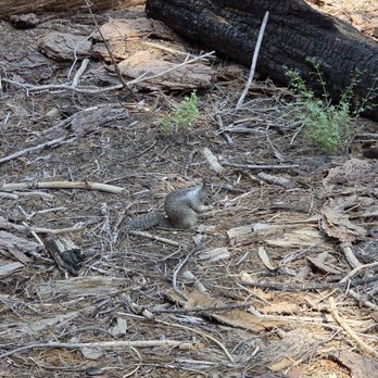 Grant Grove - Chipmunk 07-04-2025 - Hiking Near Me - Badger, California Grant Grove - Chipmunk 07-04-2025 - Hiking Near Me - Badger, California