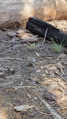 General Grant Tree by null