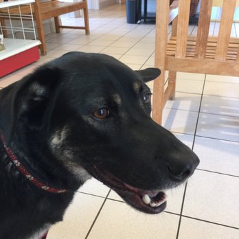 Animal Medical Center - Veterinarians Near Me - Midlothian, Virginia Animal Medical Center - Veterinarians Near Me - Midlothian, Virginia