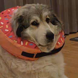 Ellie post surgery with her "donut" Ellie post surgery with her "donut"