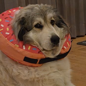 Pets Best - Ellie post surgery with her "donut" - Pet Insurance Near Me - Scottsdale, Arizona Pets Best - Ellie post surgery with her "donut" - Pet Insurance Near Me - Scottsdale, Arizona