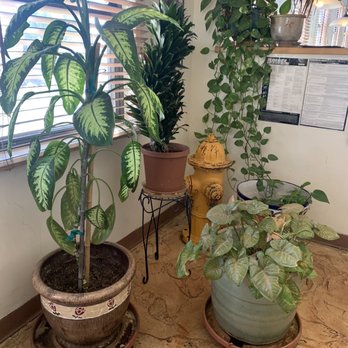 Duran's Station - Plants - New Mexican Cuisine Near Me - Albuquerque, New Mexico