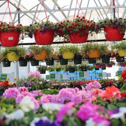 Calloway's Nursery