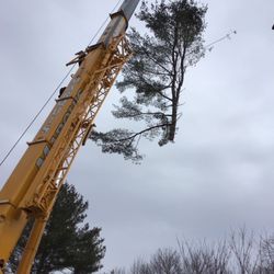 Maribito Tree Services