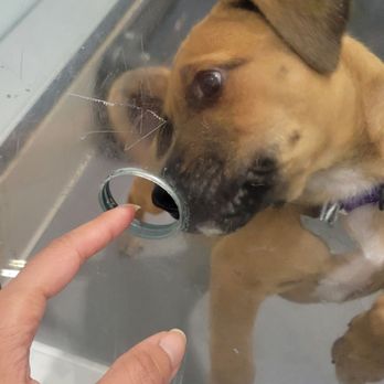 Animal Haven - Animal Shelters Near Me - New York, New York Animal Haven - Animal Shelters Near Me - New York, New York