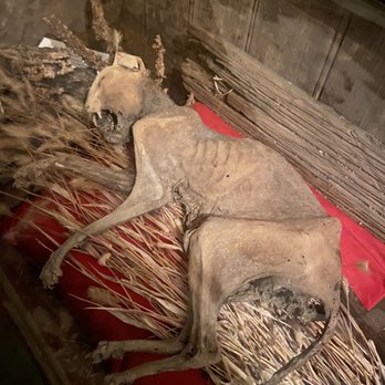 Eastern State Penitentiary - Mummified cat found on the grounds in 2015 - Landmarks & Historical Buildings Near Me - Philadelphia, Pennsylvania Eastern State Penitentiary - Mummified cat found on the grounds in 2015 - Landmarks & Historical Buildings Near Me - Philadelphia, Pennsylvania