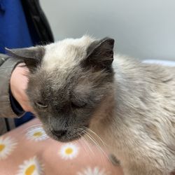 Village Cat Clinic - Vito baby