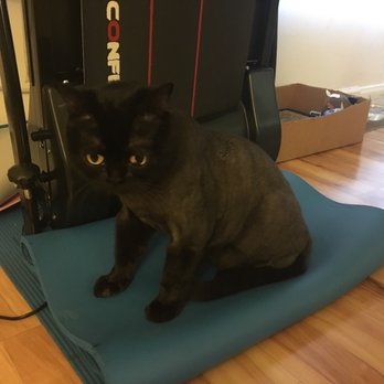 Free lance grooming services - Pet Groomers Near Me