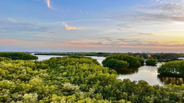 Weedon Island Preserve by null