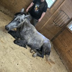 Cheyenne's Pride Riding Academy