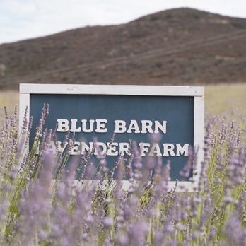 Blue Barn Lavender Farm - Lavender field - Pick Your Own Farms Near Me - Sage, California