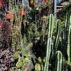 Country Plants