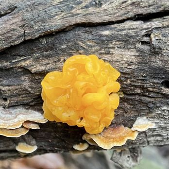 North Star Naturalist - Witch's Butter - Walking Tours Near Me North Star Naturalist - Witch's Butter - Walking Tours Near Me