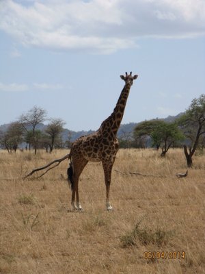 Thomson Safaris by null