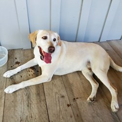 Axis Winery - The winery pup. Sweet as can be.