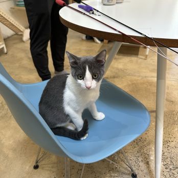 KitTea - Pet Adoption Near Me - San Francisco, California