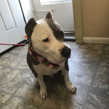 Furkids Pet Grooming - Pet Groomers Near Me - Glen Burnie, Maryland Furkids Pet Grooming - Pet Groomers Near Me - Glen Burnie, Maryland