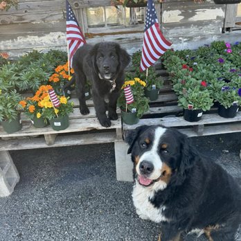 Cohasset Village Greenery - We love these dogs! - Florists Near Me - Cohasset, Massachusetts Cohasset Village Greenery - We love these dogs! - Florists Near Me - Cohasset, Massachusetts