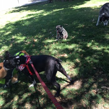 Doggie Poolooza - Festivals Near Me - Ontario, California Doggie Poolooza - Festivals Near Me - Ontario, California