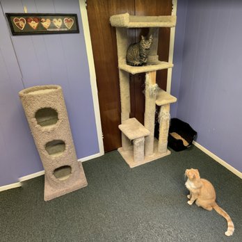 Sweeties Cathouse - Pet Boarding Near Me - Brandon, Florida