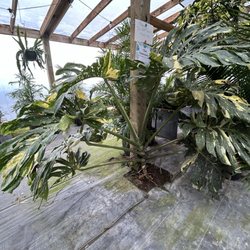 Redfearn's Nursery - Look at this monster monstera!!!