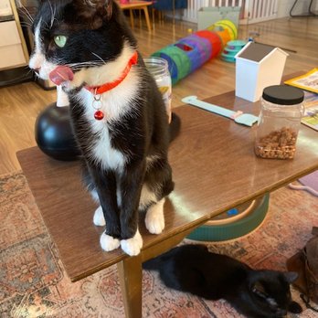 Little Beans Cat Cafe - This one was very friendly & would bat the cat snack jar our way! - Themed Cafes Near Me - Morgan Hill, California Little Beans Cat Cafe - This one was very friendly & would bat the cat snack jar our way! - Themed Cafes Near Me - Morgan Hill, California