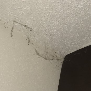 Quality Inn & Suites - Spider webs and bugs along the ceiling - Hotels Near Me - Matteson, Illinois