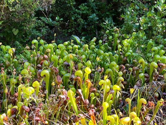 Darlingtonia State Natural Site by null