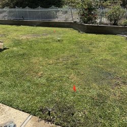 My yard being resuscitated by the master