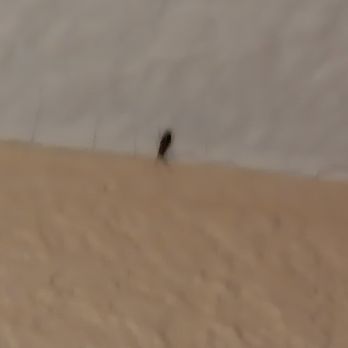 Red Roof Inn - This one had a dozen cousins crawling on the walls. - Hotels Near Me - San Dimas, California Red Roof Inn - This one had a dozen cousins crawling on the walls. - Hotels Near Me - San Dimas, California