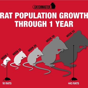 Advanced Maintenance and Pest Solutions - Rats can populate quickly - Pest Control Near Me