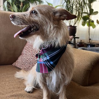 Pet Lovers Mobile Pet Grooming - Lily - Pet Groomers Near Me Pet Lovers Mobile Pet Grooming - Lily - Pet Groomers Near Me
