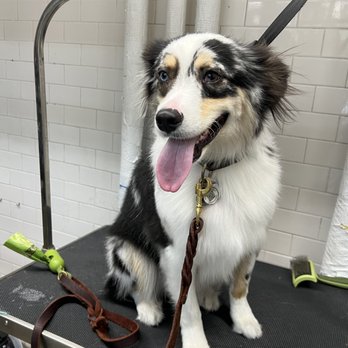 Pet Grooming Mathilu - Pet Groomers Near Me - Mount Kisco, New York
