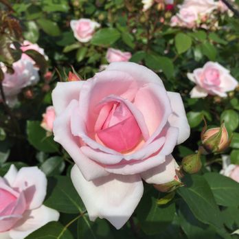 Rosenboulevard - Botanical Gardens Near Me - Hamburg, HH