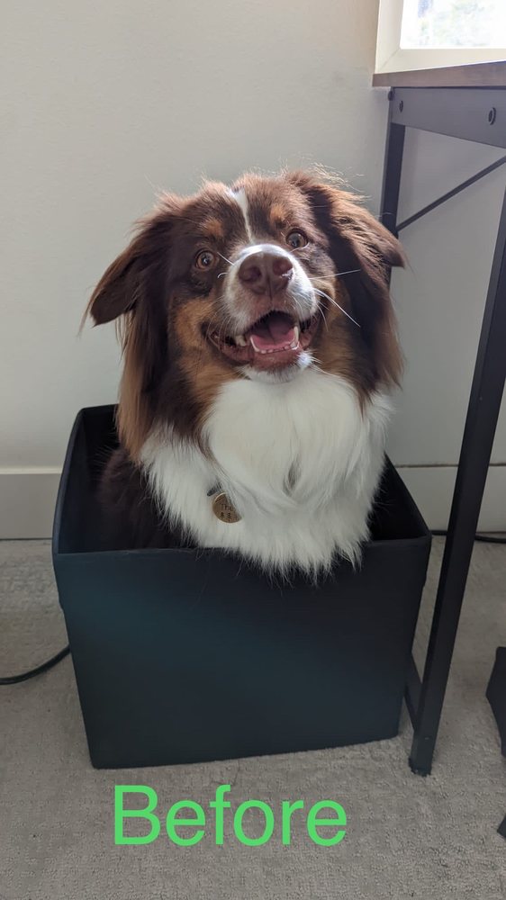 GROOMING BY KRISTI CLOSED Updated July 2024 35 Photos & 109